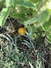 Cucurbita foetidissima