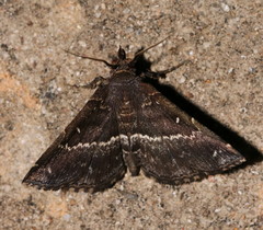 Adrapsa mediana