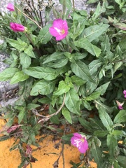 Oenothera rosea