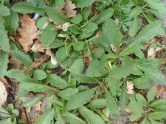 Ajuga genevensis