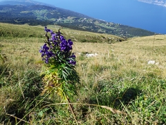 Aconitum tauricum