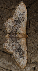 Idaea gemmata