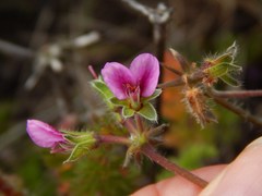 Pelargonium hirtum