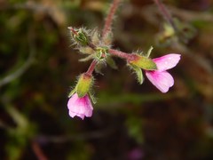 Pelargonium hirtum