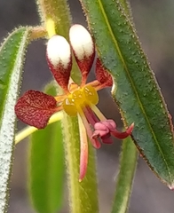Cleome violacea