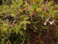 Pelargonium hirtum