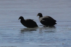 Fulica cornuta