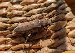 Hesperophanes sericeus