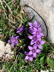 Gentianella anisodonta