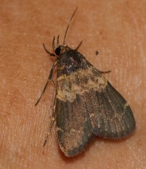 Hydrillodes abavalis