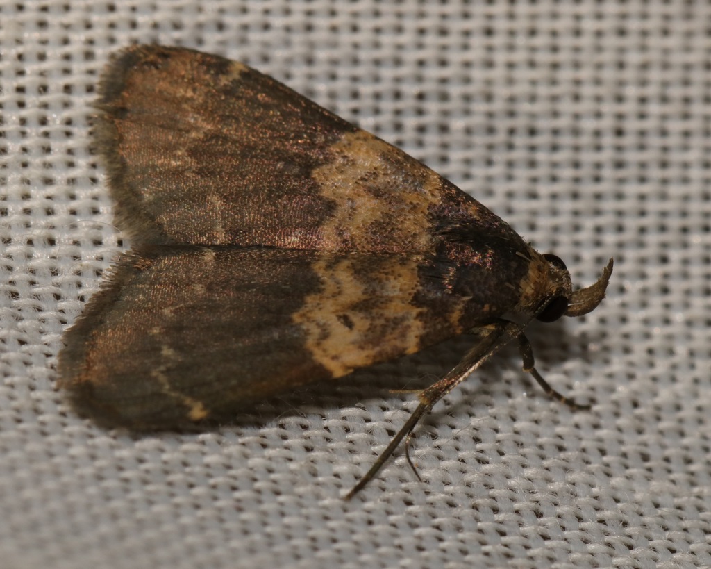 Hydrillodes abavalis