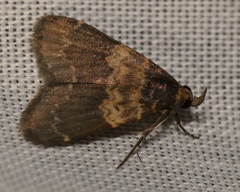 Hydrillodes abavalis