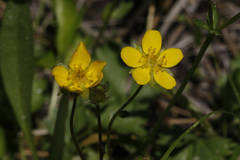 Potentilla gracilis