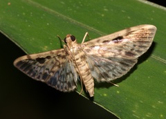 Rhimphaliodes macrostigma