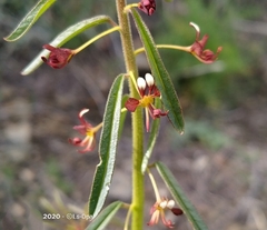 Cleome violacea