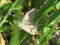 Scotopteryx