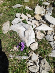 Gentianella anisodonta