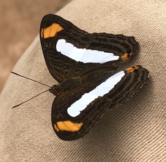 Adelpha iphicleola