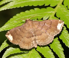 Adrapsa quadrilinealis