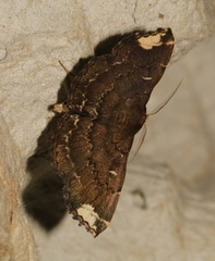 Adrapsa quadrilinealis