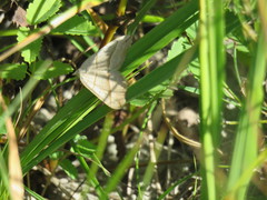 Scotopteryx
