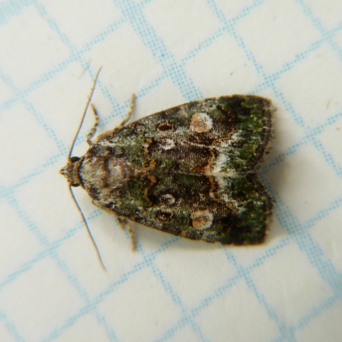 Small Mossy Glyph photo 3