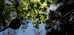 Metopium brownei