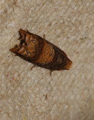 Lepteucosma fuscicaput