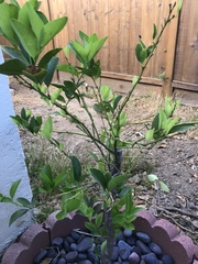 Citrus × latifolia