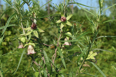 Codonopsis ussuriensis
