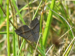 Scotopteryx