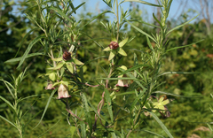 Codonopsis ussuriensis
