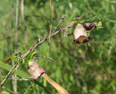 Codonopsis ussuriensis