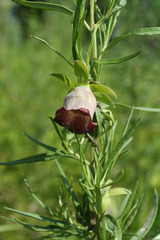 Codonopsis ussuriensis