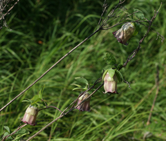 Codonopsis ussuriensis