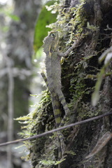 Dendragama boulengeri