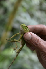 Dendragama boulengeri