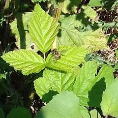 Mesembrius peregrinus