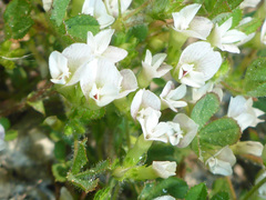 Trifolium monanthum