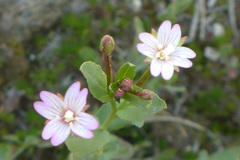 Epilobium glaberrimum