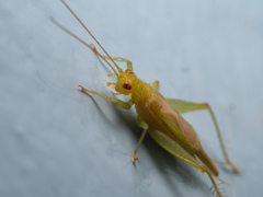 Cyrtoxipha columbiana