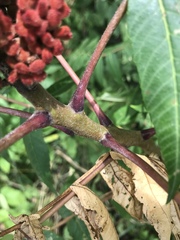 Rhus × borealis