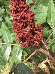 Rhus × borealis