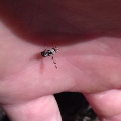 Myennis octopunctata