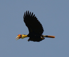 Rhabdotorrhinus corrugatus