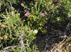 Lampranthus pauciflorus