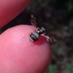 Myennis octopunctata