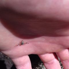 Myennis octopunctata