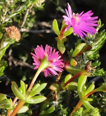 Lampranthus pauciflorus
