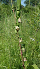 Codonopsis ussuriensis
